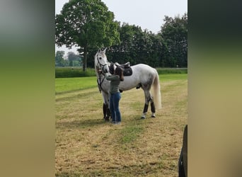 Cavallo sportivo irlandese, Castrone, 8 Anni, 170 cm, Grigio pezzato