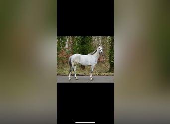 Cavallo sportivo irlandese, Castrone, 8 Anni, 171 cm, Grigio