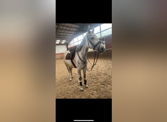 Cavallo sportivo irlandese, Castrone, 8 Anni, 171 cm, Grigio