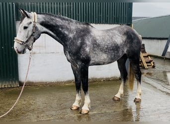 Cavallo sportivo irlandese, Castrone, 8 Anni, 173 cm, Grigio