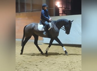 Cavallo sportivo irlandese, Castrone, 8 Anni, 175 cm, Morello