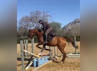 Cavallo sportivo irlandese, Castrone, 8 Anni, 175 cm, Sauro