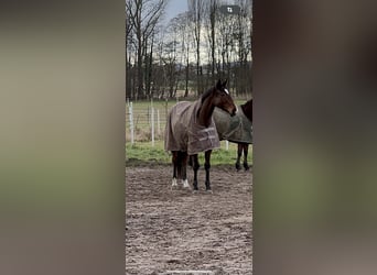 Cavallo sportivo irlandese, Castrone, 8 Anni, Baio