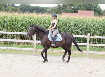 Cavallo sportivo irlandese, Castrone, 9 Anni, 160 cm, Baio