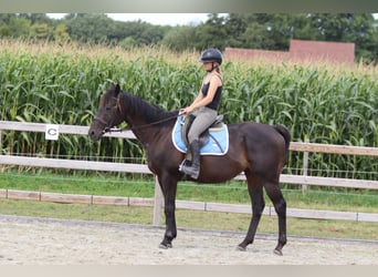Cavallo sportivo irlandese, Castrone, 9 Anni, 160 cm, Baio