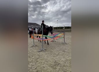 Cavallo sportivo irlandese, Castrone, 9 Anni, 160 cm, Morello