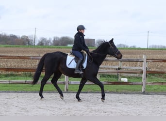 Cavallo sportivo irlandese, Castrone, 9 Anni, 160 cm, Morello