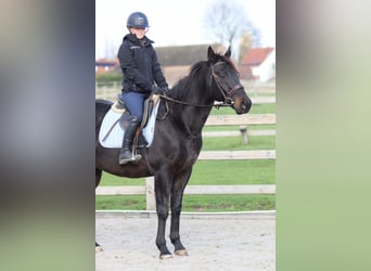 Cavallo sportivo irlandese, Castrone, 9 Anni, 160 cm, Morello