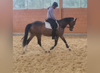 Cavallo sportivo irlandese, Castrone, 9 Anni, 166 cm, Baio