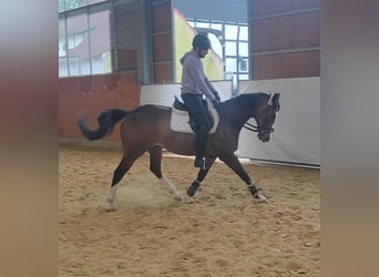 Cavallo sportivo irlandese, Castrone, 9 Anni, 166 cm, Baio