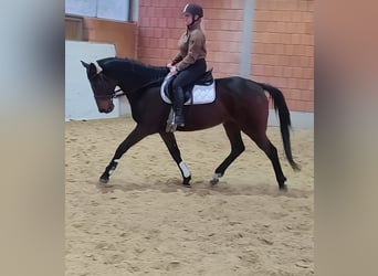 Cavallo sportivo irlandese, Castrone, 9 Anni, 166 cm, Baio nero