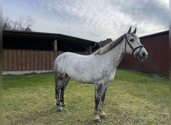 Cavallo sportivo irlandese, Castrone, 9 Anni, 168 cm, Grigio pezzato