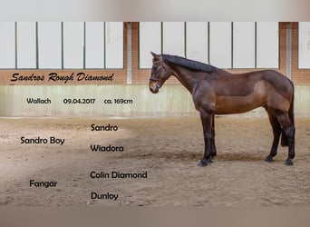 Cavallo sportivo irlandese, Castrone, 9 Anni, 169 cm, Baio