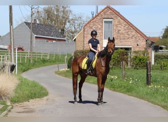 Cavallo sportivo irlandese, Castrone, 9 Anni, 170 cm, Baio
