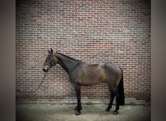 Cavallo sportivo irlandese, Castrone, 9 Anni, 170 cm, Baio scuro