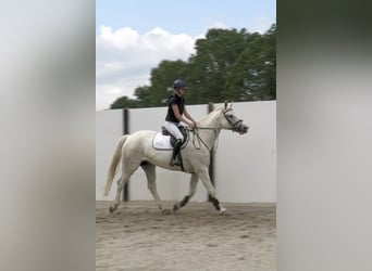 Cavallo sportivo irlandese, Castrone, 9 Anni, 170 cm, Grigio