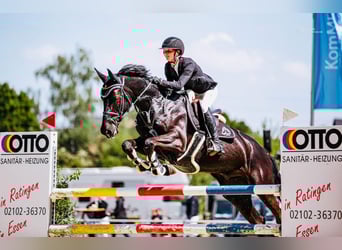 Cavallo sportivo irlandese, Castrone, 9 Anni, Morello