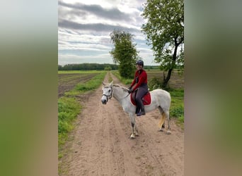 Cavallo sportivo irlandese, Giumenta, 10 Anni, 145 cm, Bianco
