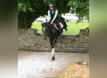 Cavallo sportivo irlandese, Giumenta, 10 Anni, 152 cm, Morello