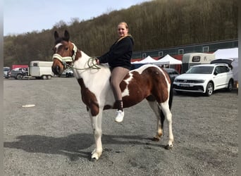 Cavallo sportivo irlandese Mix, Giumenta, 10 Anni, 153 cm, Pezzato