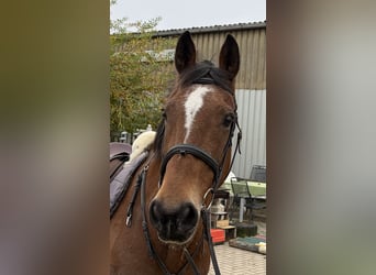Cavallo sportivo irlandese, Giumenta, 10 Anni, 160 cm, Baio