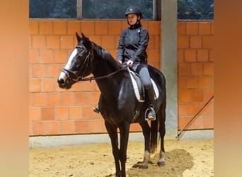 Cavallo sportivo irlandese, Giumenta, 10 Anni, 160 cm, Morello