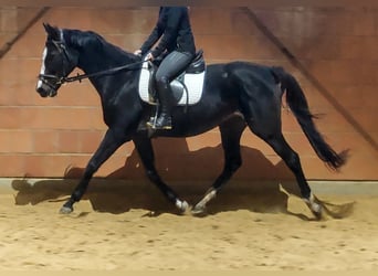 Cavallo sportivo irlandese, Giumenta, 10 Anni, 160 cm, Morello
