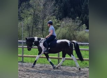 Cavallo sportivo irlandese, Giumenta, 10 Anni, 160 cm, Pezzato