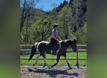 Cavallo sportivo irlandese, Giumenta, 10 Anni, 160 cm, Pezzato