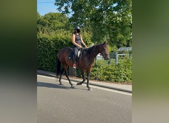 Cavallo sportivo irlandese, Giumenta, 10 Anni, 163 cm, Baio