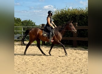 Cavallo sportivo irlandese, Giumenta, 10 Anni, 163 cm, Baio