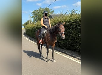 Cavallo sportivo irlandese, Giumenta, 10 Anni, 163 cm, Baio