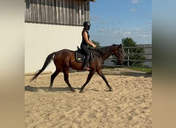 Cavallo sportivo irlandese, Giumenta, 10 Anni, 163 cm, Baio