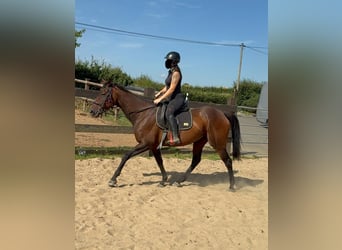 Cavallo sportivo irlandese, Giumenta, 10 Anni, 163 cm, Baio