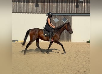 Cavallo sportivo irlandese, Giumenta, 10 Anni, 163 cm, Baio