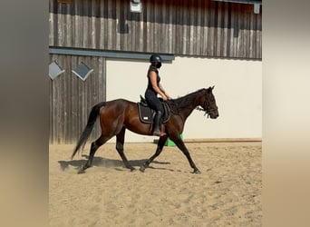 Cavallo sportivo irlandese, Giumenta, 10 Anni, 163 cm, Baio