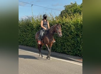 Cavallo sportivo irlandese, Giumenta, 10 Anni, 163 cm, Baio
