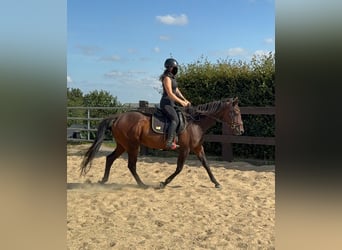 Cavallo sportivo irlandese, Giumenta, 10 Anni, 163 cm, Baio