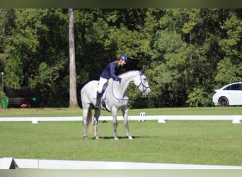 Cavallo sportivo irlandese Mix, Giumenta, 10 Anni, 163 cm, Grigio