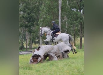 Cavallo sportivo irlandese Mix, Giumenta, 10 Anni, 163 cm, Grigio