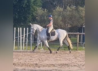 Cavallo sportivo irlandese Mix, Giumenta, 10 Anni, 163 cm, Grigio