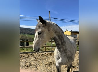 Cavallo sportivo irlandese, Giumenta, 10 Anni, 165 cm, Grigio pezzato