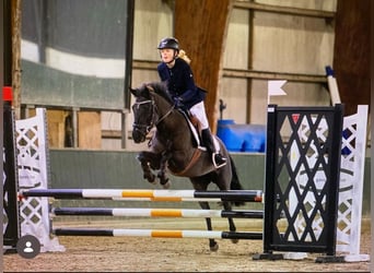 Cavallo sportivo irlandese, Giumenta, 11 Anni, 141 cm, Morello