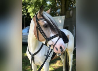 Cavallo sportivo irlandese, Giumenta, 11 Anni, 150 cm, Pezzato