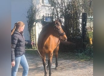 Cavallo sportivo irlandese, Giumenta, 11 Anni, 154 cm, Baio