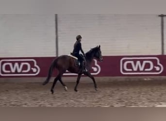 Cavallo sportivo irlandese, Giumenta, 11 Anni, 160 cm, Baio scuro