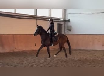 Cavallo sportivo irlandese, Giumenta, 11 Anni, 160 cm, Baio scuro