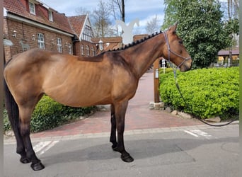 Cavallo sportivo irlandese, Giumenta, 11 Anni, 165 cm, Baio