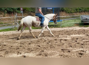 Cavallo sportivo irlandese, Giumenta, 11 Anni, 165 cm, Pezzato