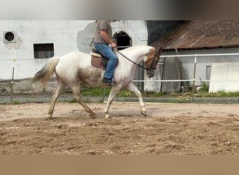 Cavallo sportivo irlandese, Giumenta, 11 Anni, 165 cm, Pezzato